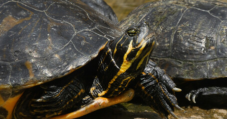 Obraz premium Red Eared Terrapin, trachemys scripta elegans, Aquarium in France