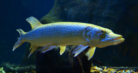 Naklejka premium Northern Pike, esox lucius, Adult Swimming in Freshwater Aquarium in France