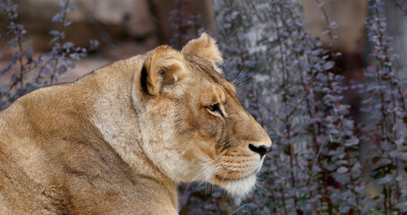 African Lion, panthera leo, Portrait of Female