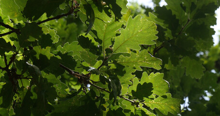 Leaves of English Oak, quercus robur or quercus pedunculata, Forest near Rocamadour in the South West of France