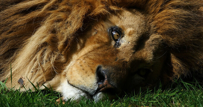African Lion, panthera leo, Portrait of Male resting