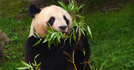 Giant Panda, ailuropoda melanoleuca, Adult eating Bamboo Branch