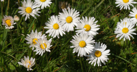 Daisies, Bellis perennis, Normandy in France © slowmotiongli