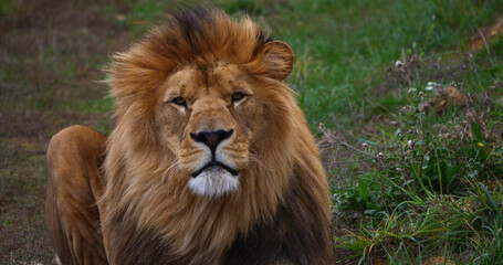 African Lion, panthera leo, Male with a nice Mane