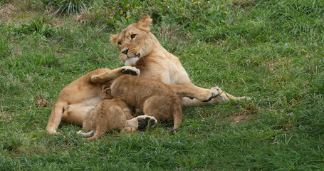 African Lion, panthera leo, Mother and Cub suckling