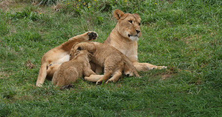 African Lion, panthera leo, Mother and Cub suckling