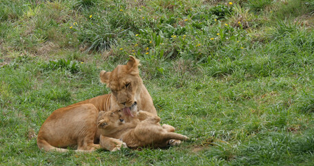 African Lion, panthera leo, Mother and Cub