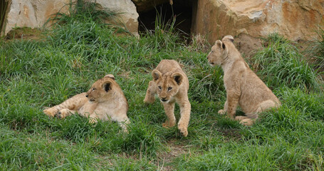 African Lion, panthera leo, Cub Playing