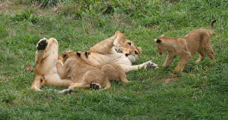 African Lion, panthera leo, Mother and Cub suckling