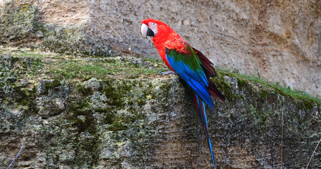 Red-and-Green Macaw, ara chloroptera, Adult standing on Cliff © slowmotiongli