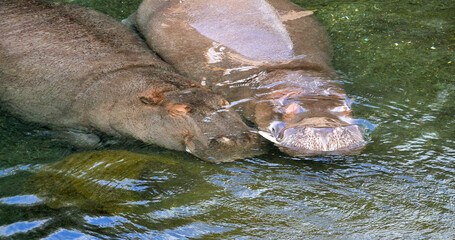 Hippopotamus, hippopotamus amphibius, Pair standing in River, Sleeping