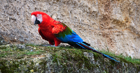 Red-and-Green Macaw, ara chloroptera, Adult standing on Cliff © slowmotiongli