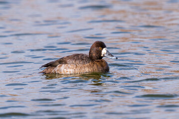 A female Lesser Scaup duck with beautiful feathers and white face marking at the height of the breeding season. Close up view.