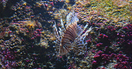 Common Lion Fish, pterois volitans, Venomous Specy, Adult Swimming