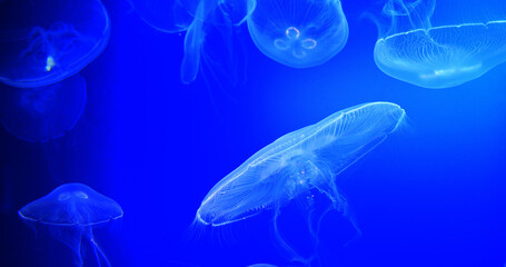 Common Jellyfish or Moon Jellyfish, urelia aurita, Group Swimming