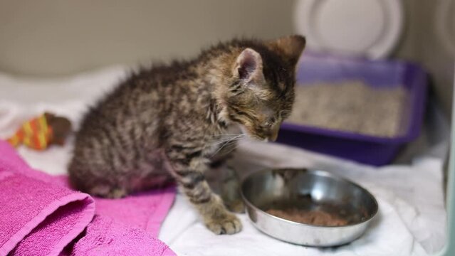 A small sick kitten in a cage in the infectious diseases hospital of the veterinary clinic is being treated. Sick kitten eats food from a bowl in the hospital. The concept of homeless animals.