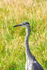 Portrait of a heron standing in long grass in a public park near a coastal town. No people.