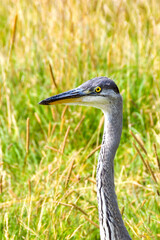 Portrait of the head and neck of a heron standing in long grass in a public park near a coastal town. No people.