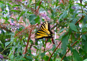 Swallowtail Feeds on Purple Blossoms
