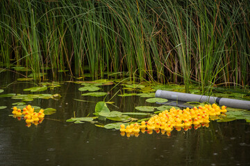 A group of yellow rubber ducks float on a river for charity fundraiser race. Bad weather rain falling but show still goes on and cute bath toys proceed towards the finish line