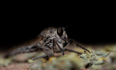 Close-up of a hairy robber fly (Asilinae) perched on the trunk of a tree against a dark background. The compound eyes are clearly visible.