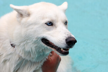 As farewell to outdoor swimming season, dogs were allowed in the Polderbad pool in NIeuwerkerk aan den IJssel to make a swimming party