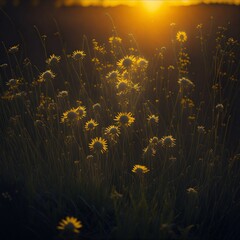 Fototapeta na wymiar A sun-drenched meadow of wildflowers, their petals glowing in the golden light of the setting sun.