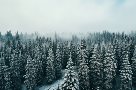 Aerial view photography of Pine Trees Covered With Snow in froggy forest