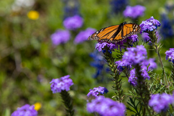 butterfly on flower