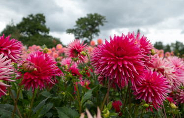 Stunning dahlia flowers, photographed at Celebration Garden, Aylett Nurseries, St Albans, Hertfordshire UK in late summer on a cloudy day.