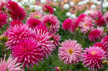 Stunning dahlia flowers, photographed in a garden near St Albans, Hertfordshire, UK in late summer...