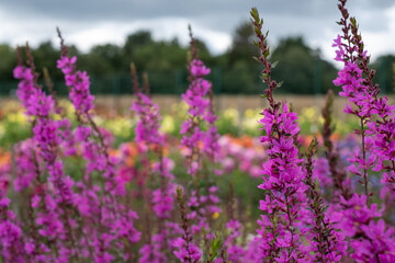 Fototapeta premium Layers of colour: stunning flowers at Celebration Garden, Aylett Nurseries, near St Albans, Hertfordshire UK. 