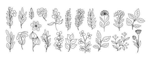 Fototapeta na wymiar Set of tiny wild flowers and plants line art vector botanical illustrations. Trendy greenery hand drawn black ink sketches collection. Modern design for logo, tattoo, wall art, branding and packaging.