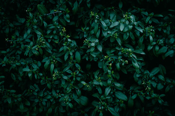 Dark green leaves of a garden hedge