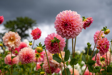 Stunning dahlia flowers, photographed at Celebration Garden, Aylett Nurseries, St Albans,...