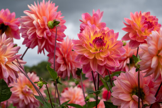 Stunning pink Kens Rarity dahlia flowers, photographed in a garden near St Albans, Hertfordshire UK in late summer on a cloudy day.