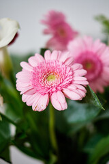 Obraz premium Gerbera pink flower, close up