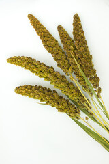 Green ears of millet on a white background