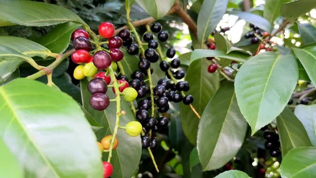 Red Bignay Fruit with leaf