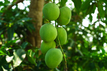 A bunch of mangoes are hanging on tree