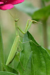 Insekten 47