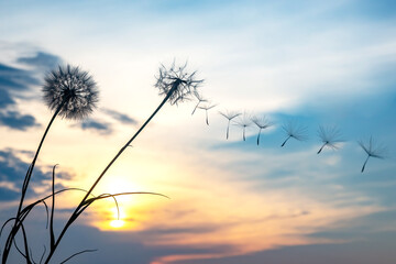 Fototapeta na wymiar Dandelion seeds are flying against the background of the sunset sky. Floral botany of nature