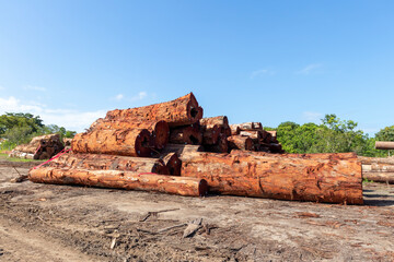 Sustainable Amazon logging: stockyard of native timber logs from managed forest area in brazilian...