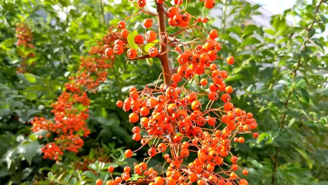 Pyracantha coccinea. Ripe firethorn fruits grow on firethorn bushes. A bunch of pyracantha berries.