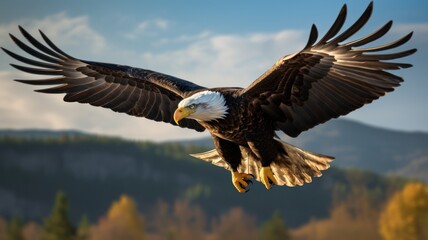 Bald Eagle in flight, natural environment