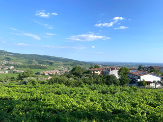 Beautiful view over the grapes on the countryside of Verona