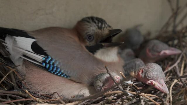 Blue jay mother with chiks in a nest
