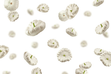 Falling Pattison isolated on white background, selective focus