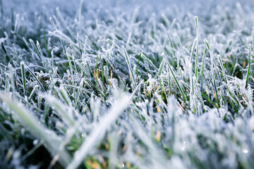Morning dew froze on a green grass. First frost. Preparing the lawn for wintering. Close-up. Copy space. Banner. Late autumn. Conceptual background of weather forecast. Nature detail. Winter season - obrazy, fototapety, plakaty