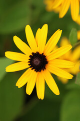 yellow flower in the garden